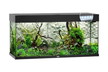 Het Juwel Rio 180 LED aquarium - Zwart combineert de onvergankelijke rechthoekige vorm met de modernste apparatuur. Met zijn compacte afmetingen van 101 x 41 cm en het klassieke, rechthoekige design past de Rio 180 zich zonder problemen aan elke woonstijl aan.