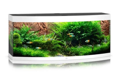 Geen enkel ander aquarium omarmt deze eigenschap zo overtuigend als het Juwel Vision 450 LED aquarium - Wit. Met zijn gebogen voorruit, zijn speciale diepte en zijn LED verlichting biedt dit aquarium een uitzonderlijk ruimtelijk gevoel.