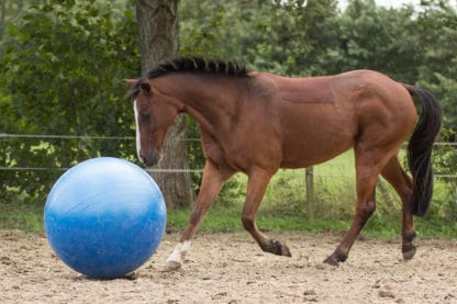 QHP paardenvoetbal 100 cm