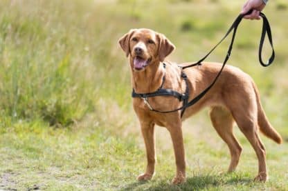 Lead'n'Walk Soft Harness nieuw hond