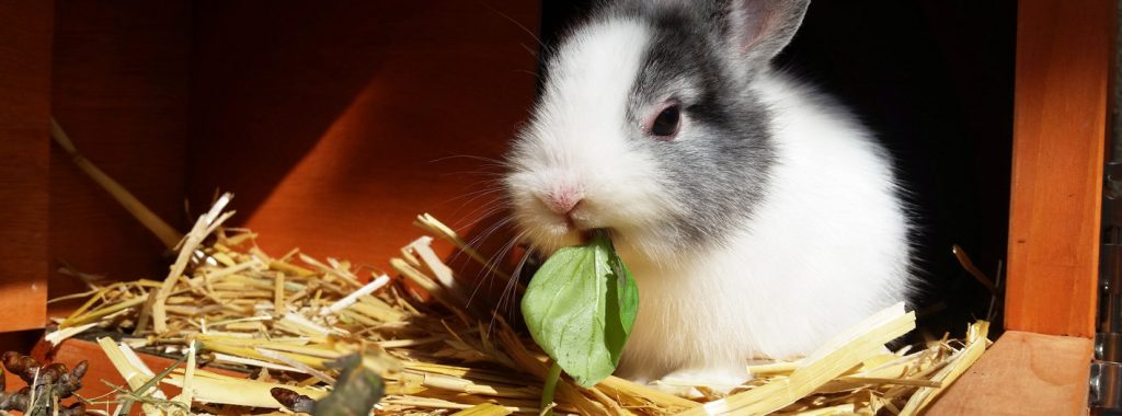 Wat is nu het verschil tussen knaagdieren en konijnen?