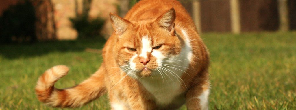 moeder impuls Spanning Wat zegt de staart van een kat → Dierencompleet.nl