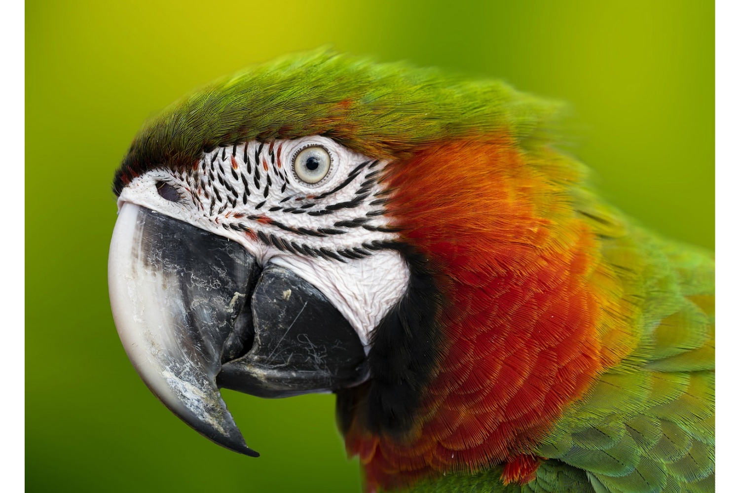 Het vermaken van papegaaien is een veel besproken onderwerp. Maar waar doe je goed aan? Als je al papegaaien in huis hebt weet je hoeveel aandacht zij op kunnen eisen. Wanneer je van plan bent een papegaai aan te schaffen is het goed te weten wat voor aandacht zij nodig hebben.
