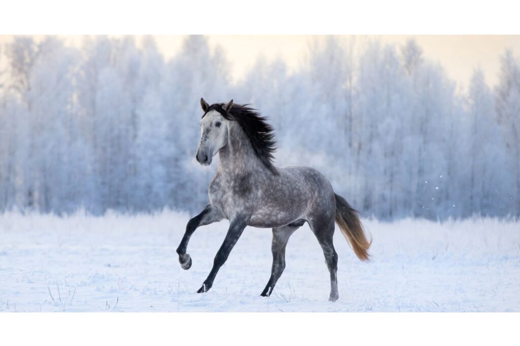 Het beste voer voor paarden in de winter