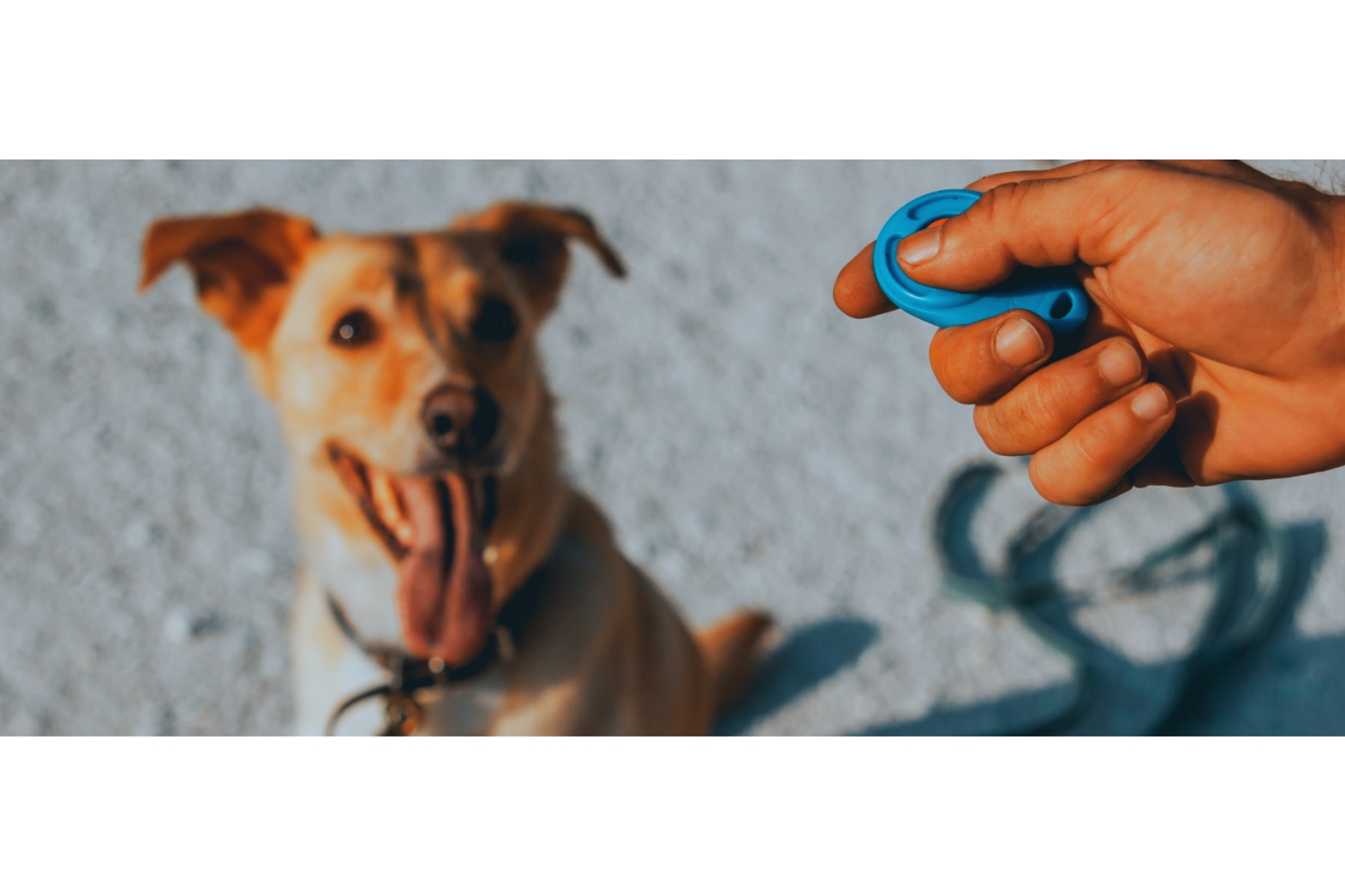 Wil jij graag op een positieve manier trainen met jouw hond? Dan is trainen door middel van een clicker de methode voor jou. Door de trainen met een clicker kan je heel precies bepaald gedrag markeren en belonen.