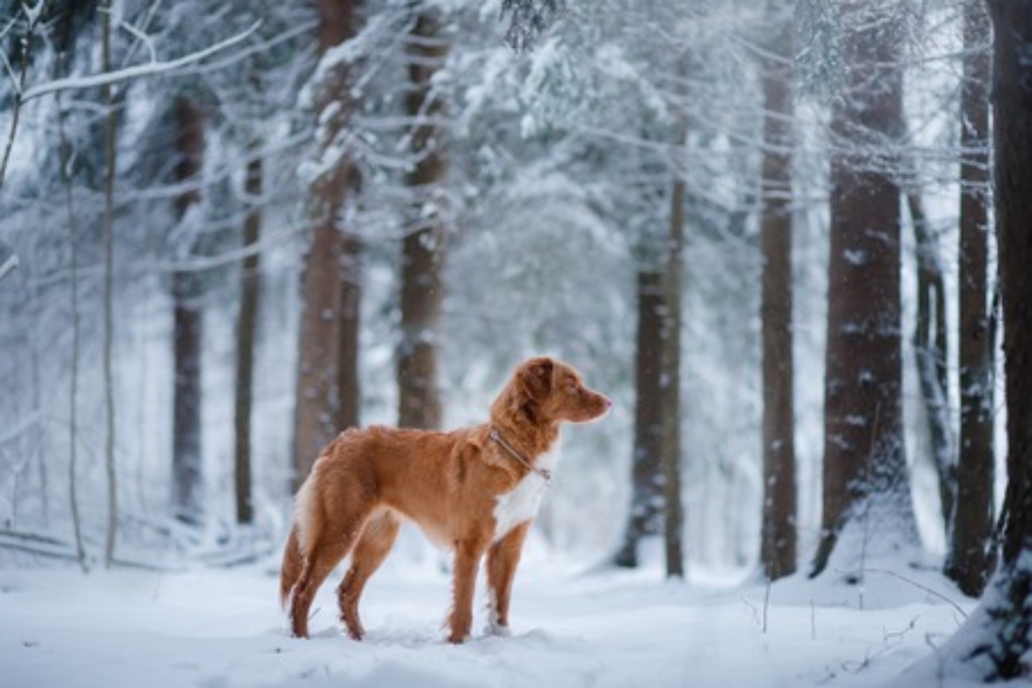 Met je hond in de sneeuw wandelen kan een hele mooie activiteit zijn. In deze donkere periode is het fijn als je toch nog even naar buiten kan, heerlijk een frisse neus halen. Mocht je voor een lange wandeling door de sneeuw gaan, dan zijn er wel een paar aandachtspuntjes om extra rekening mee te houden. Wij vertellen je erover in deze blog!