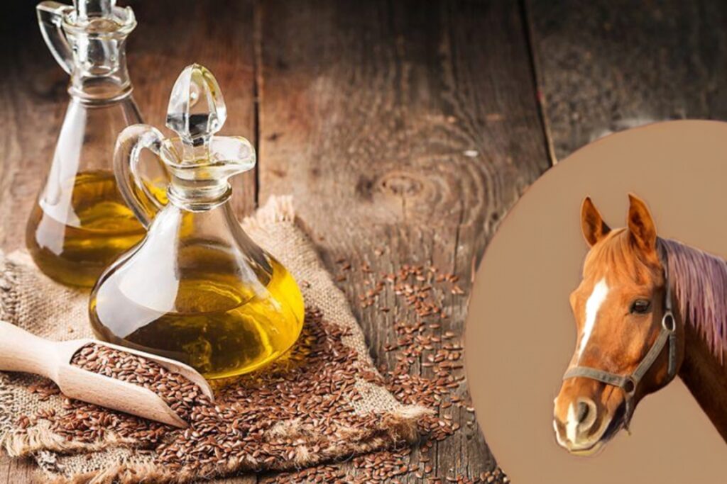Lijnzaadolie is de meest gezonde olie voor paarden