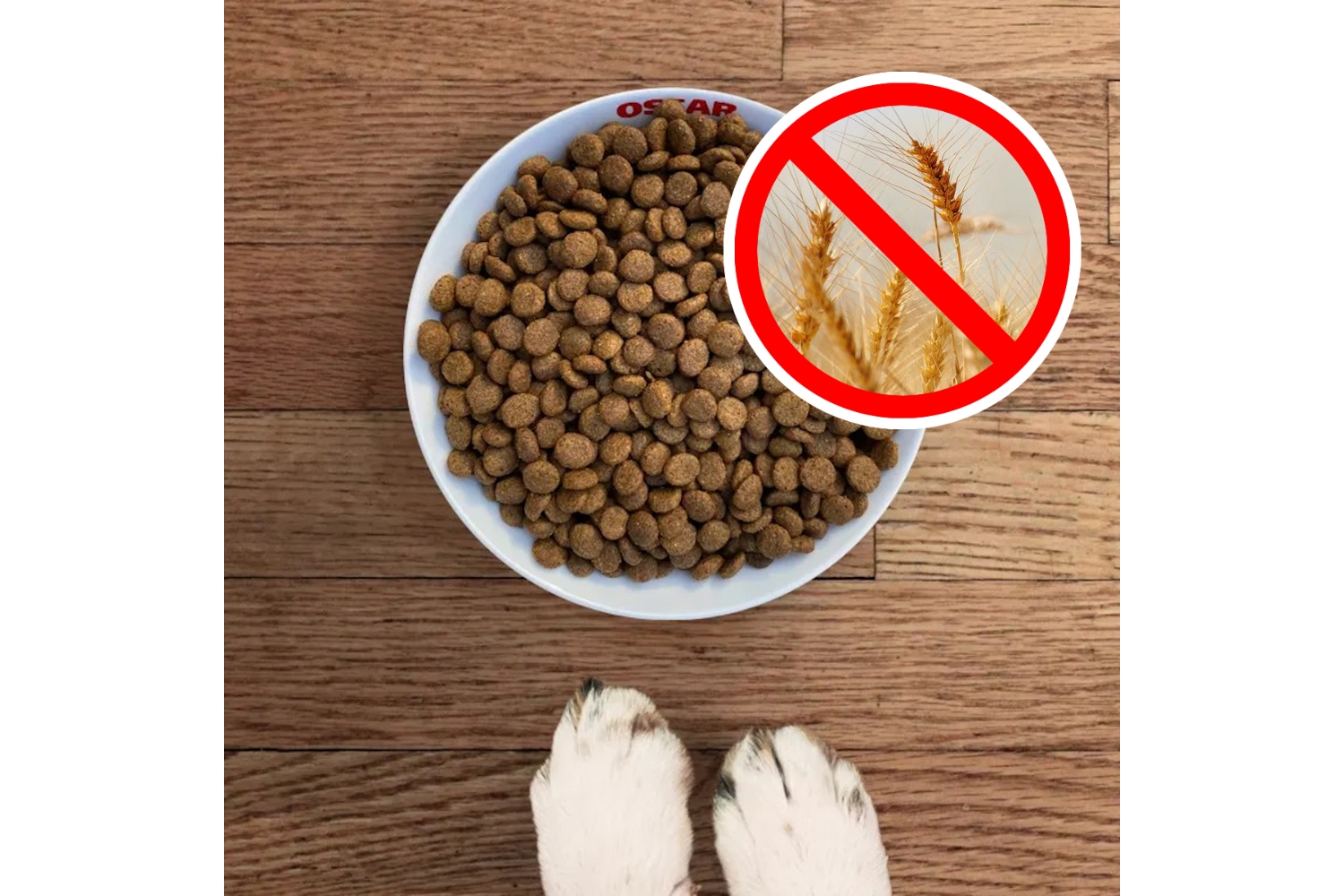 Tegenwoordig kiezen steeds meer baasjes voor graanvrije hondenbrok. Meestal om de gezondheid van hun trouwe viervoeter te ondersteunen of kwaaltjes te bestrijden. Maar soms ook om het dieet van hun hond volledig op het dieet van een carnivoor te baseren.