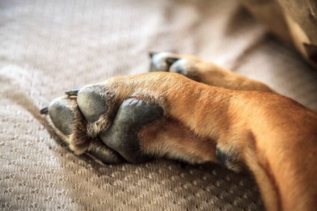 Hond bijt aan poten tussen de tenen