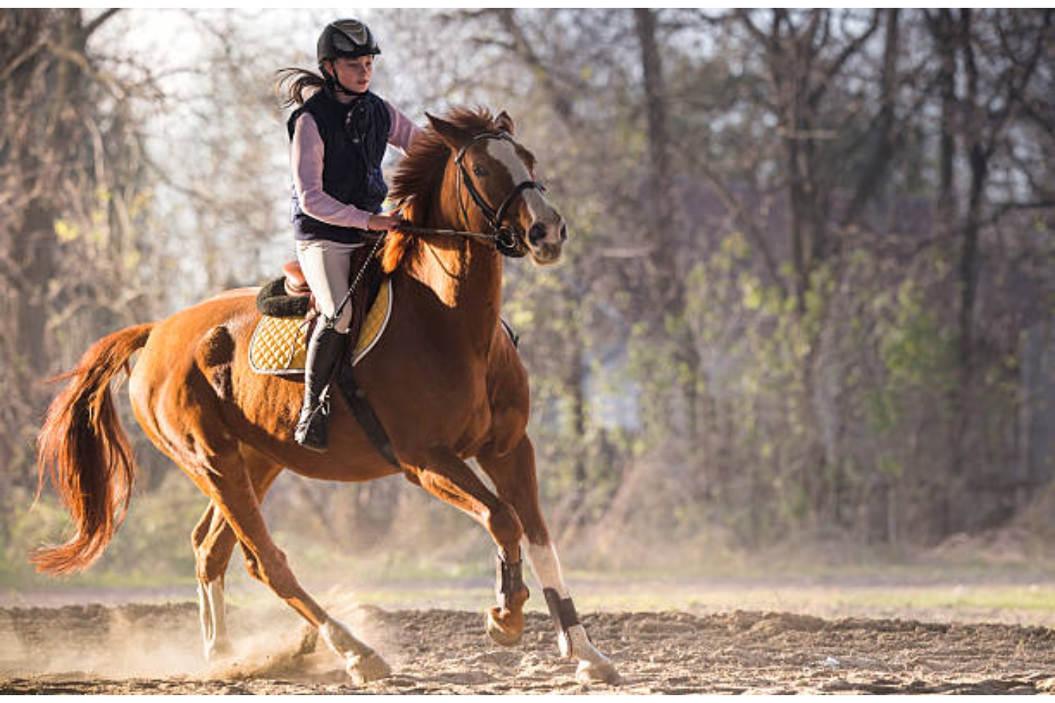 Heb jij ook een paard dat snel gestrest en nerveus is? Lastig! Een gestrest paard heeft namelijk sneller last van ongemakken en is minder soepel in te zetten in de paardensport. De oorzaak van de stress is niet altijd makkelijk te achterhalen. Bovendien hebben sommige paarden simpelweg gewoon meer aanleg voor stress, net zoals bij mensen.