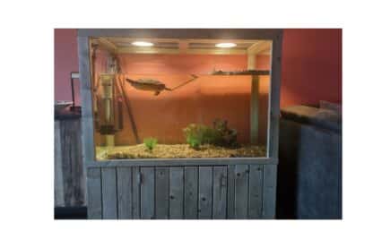 Maatwerk waterschildpadden aquarium met kast is een zeer degelijk en net afgewerkt glazen aquarium met geïmpregneerd houten frame.