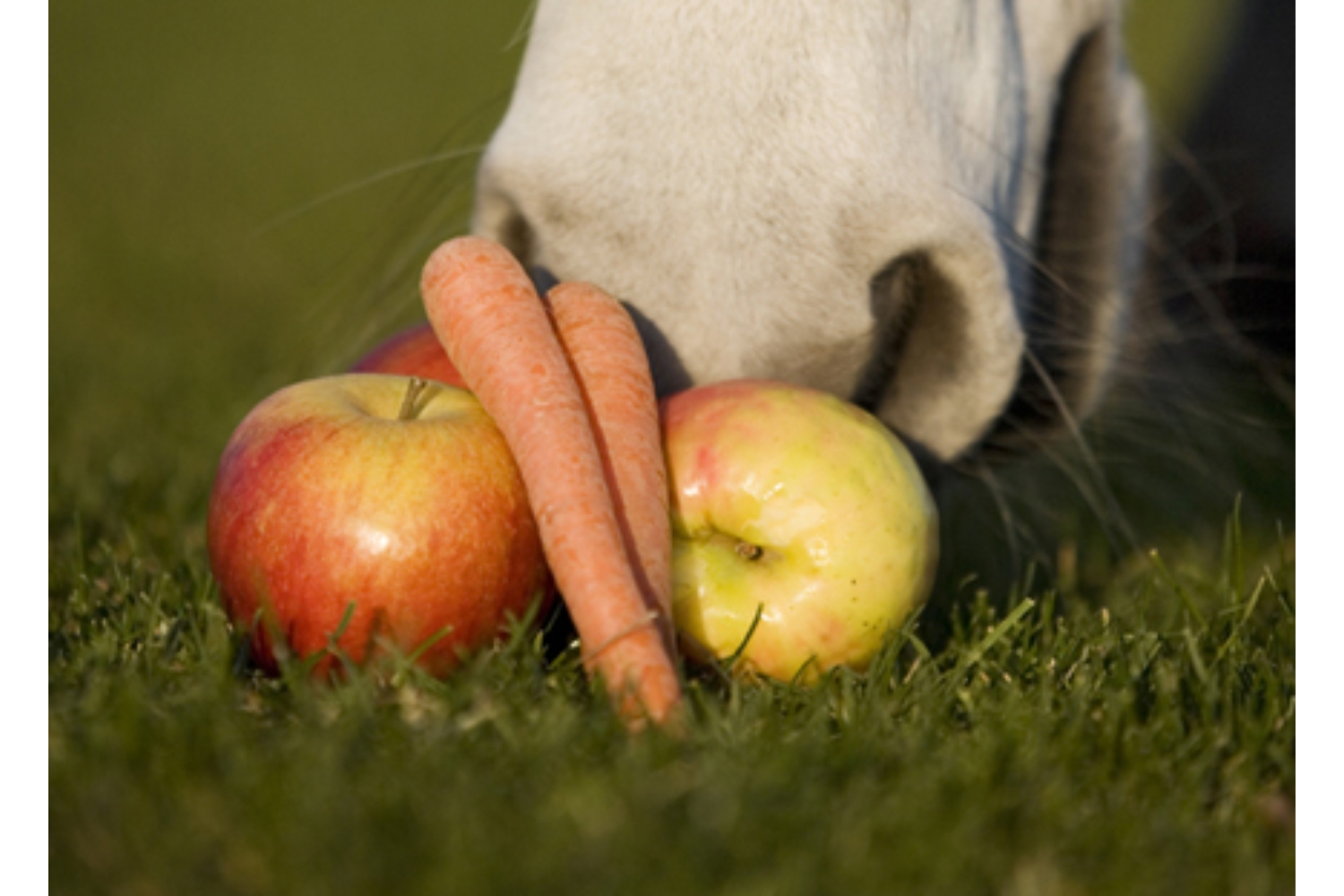 Net zoals wij zelf, houden ook paarden van een lekker tussendoortje. U kunt bij een gezonde snack denken aan fruit, maar ook aan speciale gezonde paardensnoepjes.