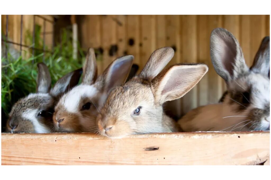 Hoe kiest u het juiste konijnenhok?