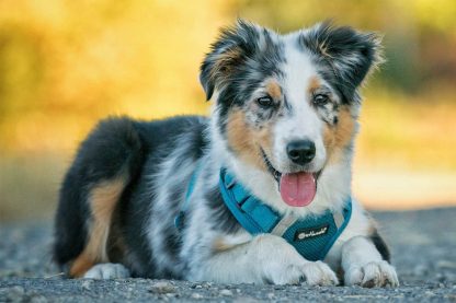 Het Petlando hondenvest van Mesh is een comfortabel hondentuigje, waarbij u eenvoudig de nek- en borstbanden traploos kan verstellen. Draagt comfortbalen, doordat het extreem licht en zacht gevoerd.