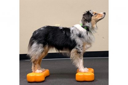 De  FitPAWS Mini Bone is een balanskussen speciaal ontwikkeld voor oefeningen met honden, waardoor je op een leuke manier balans, flexibiliteit en kracht kan trainen. Bepaal zelf hoe uitdagend je het maakt de hoeveelheid lucht in het kussen aan te passen, zodat deze harder of zachter is. Daarnaast worden balanskussen ook veel gebruikt bij revaliderende honden of als aanvulling in de sport.