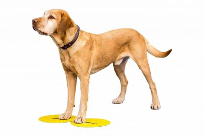 De FitPAWS Training Targets is een leuke en interactieve manier om samen met jouw hond te trainen. Je kan eindeloos blijven variëren met de targets en daardoor kan je de hond blijven uitdagen. Je kan bijvoorbeeld je hond vooruit sturen, zodat zij op het 'doelwit' gaan staan. Daarnaast kan je bijvoorbeeld ook trainen op betere bewustwording van het lichaam.