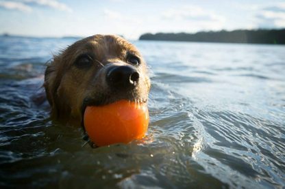 De Planet Dog Orbee Tuff Squeak hondenbal zorgt voor uren plezier bij jouw trouwe viervoeter, doordat deze is voorzien van een uitdagende pieper. Daarnaast stuitert en drijft deze bal, daardoor is hij zeer geschikt voor apporteerspelletjes.