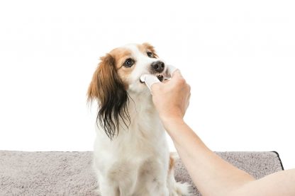 De Trixie Dental-care wegwerp vingerpads zijn geschikt voor gebitsverzorging bij honden, katten en andere kleine huisdieren. De vingerpads zijn voorzien van een reinigingslotion met munt smaak, waardoor je eenvoudig de tanden van jouw huisdier kan poetsen