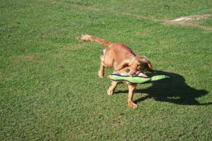 De Happy Pet Gaudy Game fazant is het favoriete speeltje van jachthonden. Door de speciale vulling blijft de fazant goed op het water liggen en is hij daardoor gemakkelijk te pakken door honden. Door de felle kleuren is het speeltje goed zichtbaar.