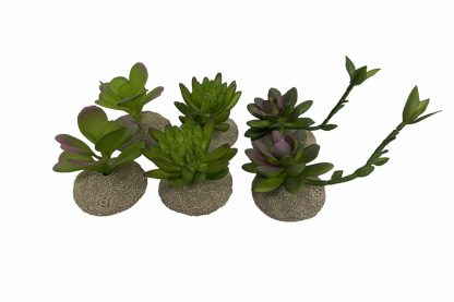 De Terra Della decoratieve terrariumplanten zijn gemaakt van hoogwaardig kunststof en polyesterhars, waardoor ze zeer degelijk zijn. Daarnaast zorgt de stevige voet ervoor dat ze stabiel staan in het terrarium.