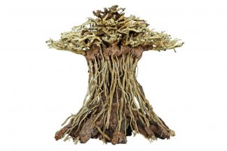 De Superfish Bonsai Mushroom ziet eruit als een echte Bonsai boom. Tevens is het zorgvuldig en met de hand gemodelleerd hout. Zeer decoratief voor in je aquarium. Verkrijgbaar in verschillende maten.