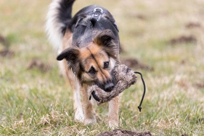Trixie Bont Training Dummy Konijnenvacht hond bijten
