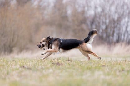 Trixie Bont Training Dummy Konijnenvacht hond rennen