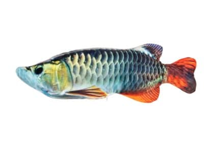 Animal boulevard flappy fish blauw oranje