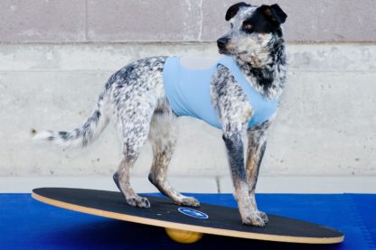 FitPAWS Wobble board groot hond