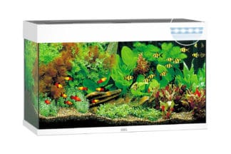 De Juwel Rio 125 LED aquarium - Wit is het kleinste aquarium in de Rio-lijn. Met zijn compacte afmetingen van 81 x 36 cm en het klassieke, rechthoekige design past de Rio 125 zich zonder problemen aan elke woonstijl aan.