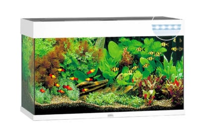 De Juwel Rio 125 LED aquarium - Wit is het kleinste aquarium in de Rio-lijn. Met zijn compacte afmetingen van 81 x 36 cm en het klassieke, rechthoekige design past de Rio 125 zich zonder problemen aan elke woonstijl aan.