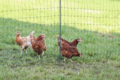 Kerbl Afrasteringsnet voor Pluimvee Premium kippen