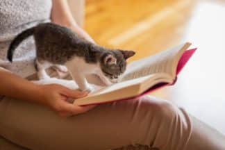 Literatuur over katten