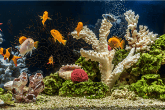 Aquarium inrichting