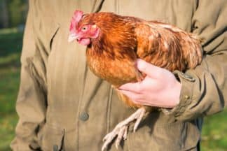 Gezondheid kippen en pluimvee