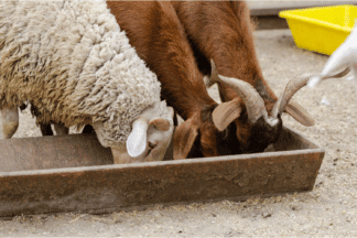 Schapen- & geiten voer