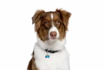 Nite Ize Microlink Pet Tag Karabijnhaak zilver 2-pack hond lucy