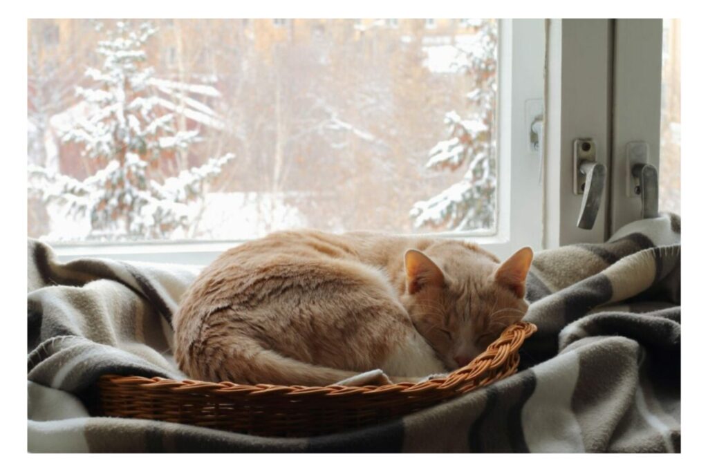 Kat in de winter buiten laten