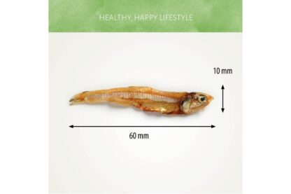 Ansjovis is een kleine vis met grote voedingsvoordelen. Je viervoeter kan veilig ansjovis eten. Dit is een uiterst gezonde bron van eiwitten en rijk aan de omega 3-vetzuren die een positieve impact hebben op de gezondheid van je hond.