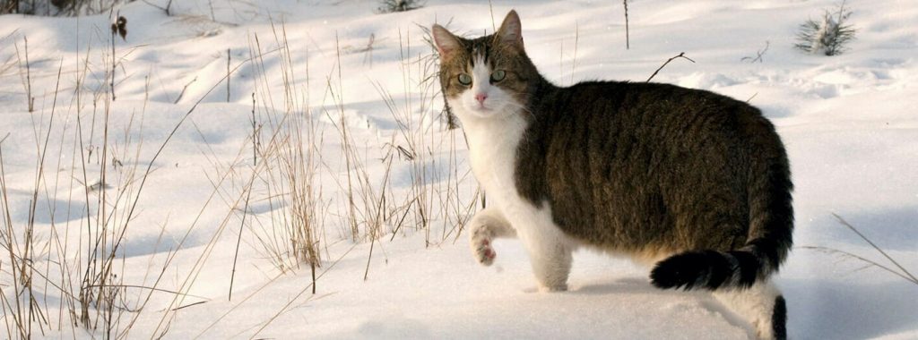 Kat in de winter buiten laten