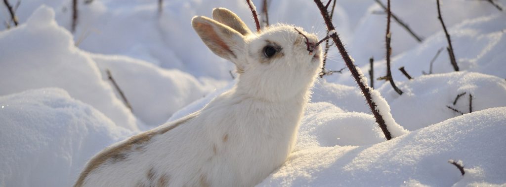 Het konijn in de winter buiten laten