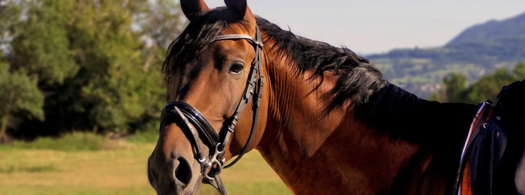 Checklist voor het houden van paarden