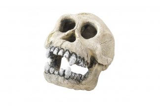 EBI Chimpansee schedel