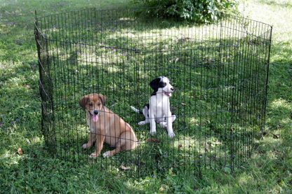 Het Kerbl Puppyverblijf is ideaal om binnen of buiten te gebruiken. Op deze manier kunnen puppy's of of kleine dieren veilig vrij bewegen.