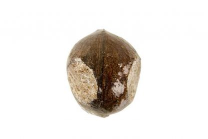 Kokosnoot vetbol