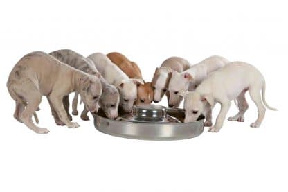 De Trixie Junior puppy en kitten voederschaal is gemaakt van stevig RVS. De verhoging in de schaal zorgt ervoor dat de jonge dieren niet door het voedsel of water heenlopen. Voldoende plek voor meerdere puppy's of kitten