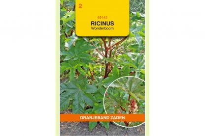 Oranjeband Zaden ricinus communis Wonderboom